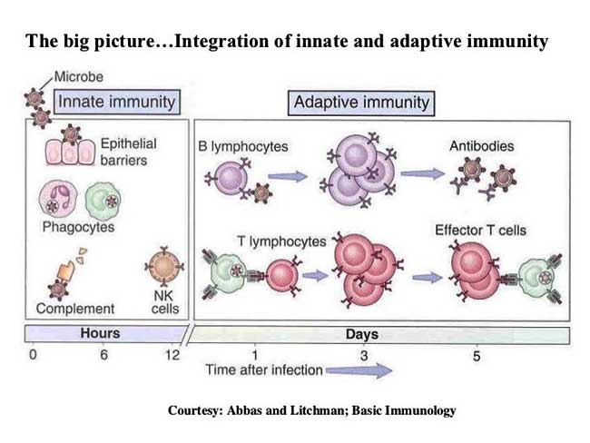 "ntegration-innate-adaptive-immunity